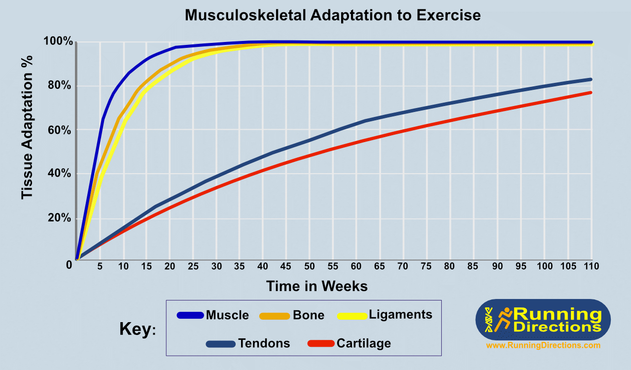 RD-MusculoskeletalAdaptationGraph